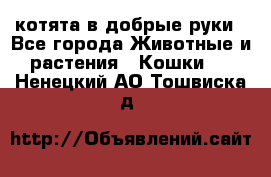 котята в добрые руки - Все города Животные и растения » Кошки   . Ненецкий АО,Тошвиска д.